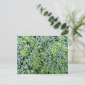 Broccoli Macro Briefkaart (Staand voorkant)