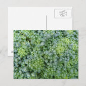 Broccoli Macro Briefkaart (Voorkant / Achterkant)