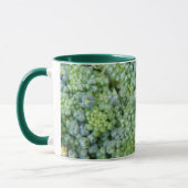 Broccoli Macro-Mok Mok (Links)
