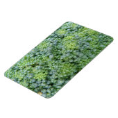 Broccoli Macro Premium magneet (Linkerzijde)
