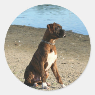 Brochure Boxer Puppy autocollants