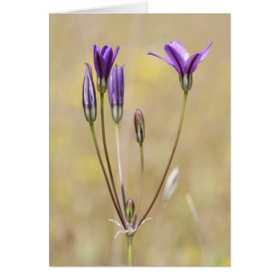 Brodiaea, Blank