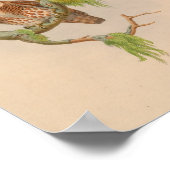 Brodies Owl Owlet Brown Bird Art Print (Hoek)