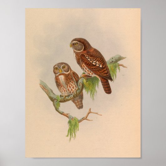 Brodies Owl Owlet Brown Bird Art Print (Voorkant)