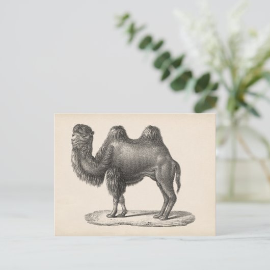 Brodtmann Camel Sketch Briefkaart (Staand voorkant)