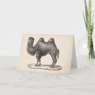 Brodtmann Camel Sketch Kaart