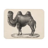 Brodtmann Camel Sketch Magneet (Horizontaal)