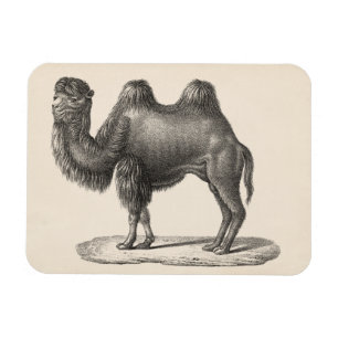 Brodtmann Camel Sketch Magneet