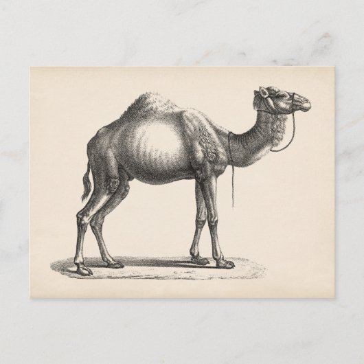 Brodtmann Dromedary Camel Sketch Briefkaart (Voorkant)