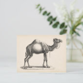 Brodtmann Dromedary Camel Sketch Briefkaart (Staand voorkant)