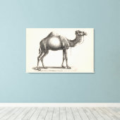 Brodtmann Dromedary Camel Sketch Canvas Afdruk (Insitu (Houten vloer))
