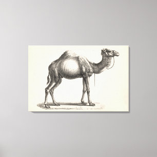 Brodtmann Dromedary Camel Sketch Canvas Afdruk