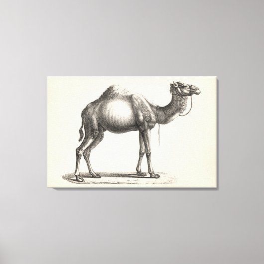Brodtmann Dromedary Camel Sketch Canvas Afdruk (Voorkant)