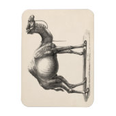 Brodtmann Dromedary Camel Sketch Magneet (Verticaal)