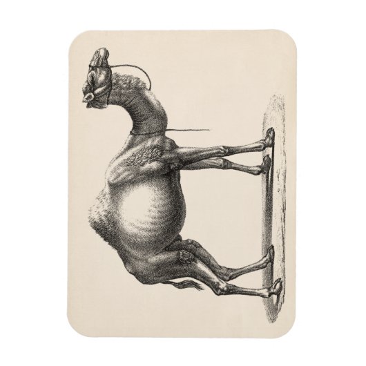 Brodtmann Dromedary Camel Sketch Magneet (Verticaal)