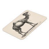 Brodtmann Dromedary Camel Sketch Magneet (Linkerzijde)