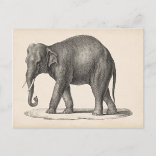 Brodtmann Elephant Sketch Briefkaart