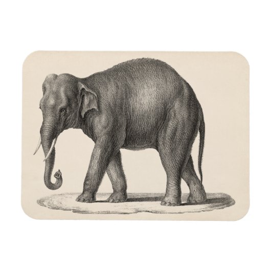 Brodtmann Elephant Sketch Magneet (Horizontaal)