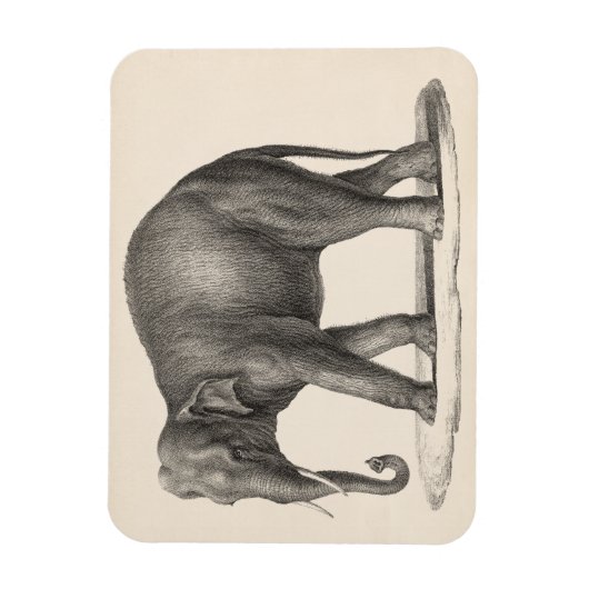 Brodtmann Elephant Sketch Magneet (Verticaal)