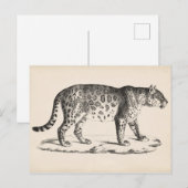 Brodtmann Leopard Sketch Briefkaart (Voorkant / Achterkant)