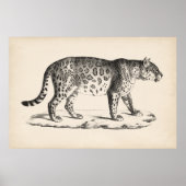 Brodtmann Leopard Sketch Poster (Voorkant)