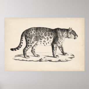 Brodtmann Leopard Sketch Poster
