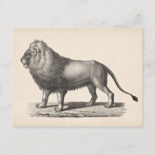 Brodtmann Lion Sketch Briefkaart