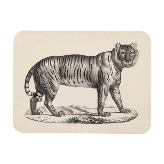 Brodtmann Tiger Sketch Magneet (Horizontaal)