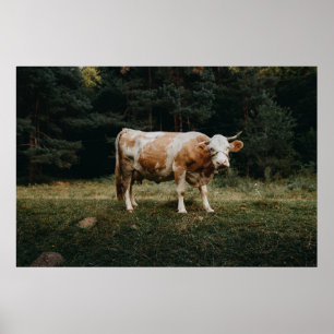 BROEIEN EN WITTE GEKOELDE KOE POSTER