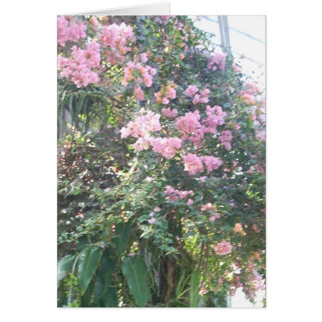 Broeikasbloemen acht (Voorkant)