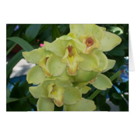 Broeikasbloemen Vier