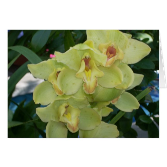 Broeikasbloemen Vier (Voorkant Horizontaal)