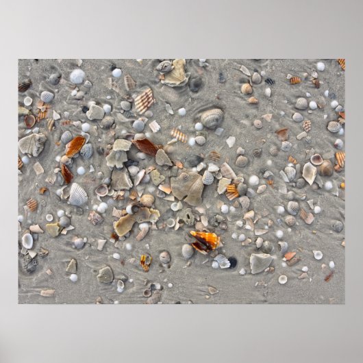 Broken Shells op Cape San Blas, Florida Poster (Voorkant)