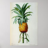 Bromelia Ananas uit "Les Bromeliacees" Poster (Voorkant)