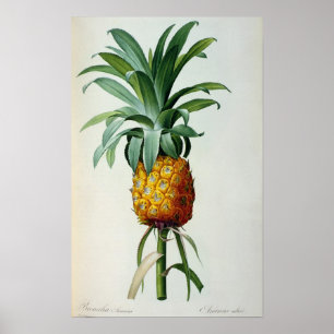 Bromelia Ananas uit "Les Bromeliacees" Poster