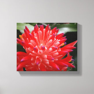Bromelia Bloem Canvas Afdruk