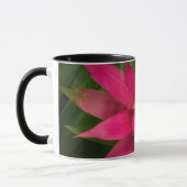 Bromelia in bloei mok (Links)