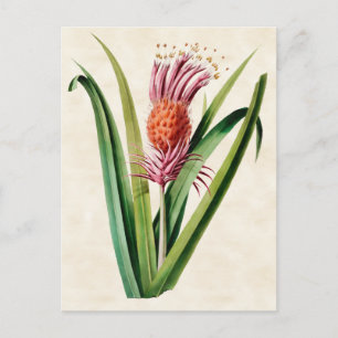 Bromeliad  Botanisch Briefkaart