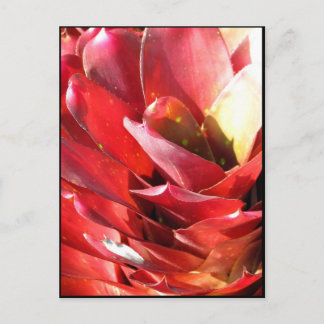 Bromeliad Briefkaart