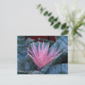 Bromeliad Briefkaart (Staand voorkant)
