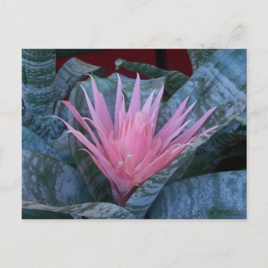 Bromeliad Briefkaart (Voorkant)