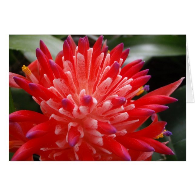Bromeliad Flower-kaart (Voorkant Horizontaal)