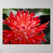 Bromeliad Flower Poster (Voorkant)