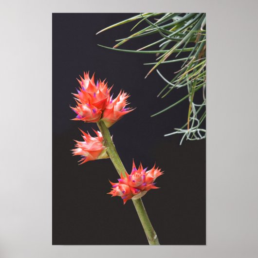 Bromeliad Flowers en Stem Poster (Voorkant)