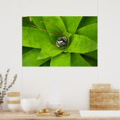 Bromeliad Green Botanische fotografie Poster (Keuken)