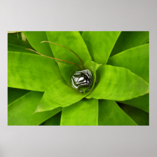 Bromeliad Green Botanische fotografie Poster