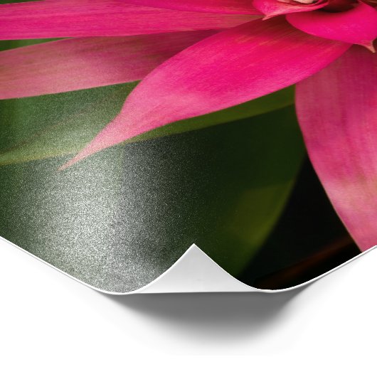 Bromeliad in Bloom Foto Afdruk (Hoek)