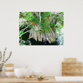 Bromeliad op Mangrove, Florida Everglades Poster (Keuken)
