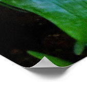 Bromeliad Poster (Hoek)