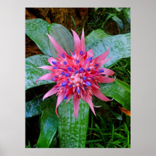 Bromeliad Poster